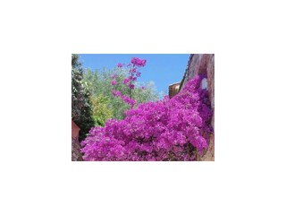 Grimaud