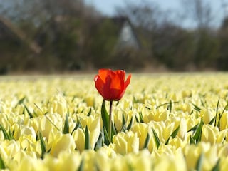 Tulpen