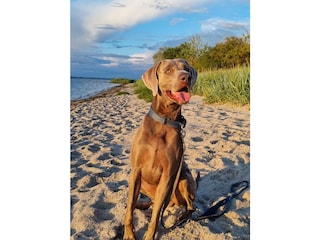 Hundestrand