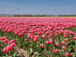 Appartamento per vacanze Callantsoog Registrazione all'aperto 6