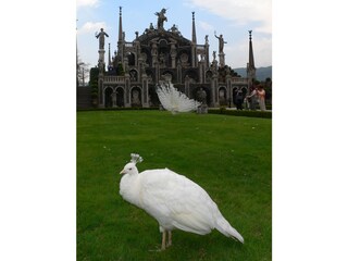 Appartamento per vacanze Trarego Viggiona Ambiente 19