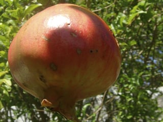 Granatäpfel, Mangos, Zitronen, Graviola im Garten