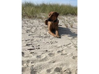 Strand in Oldsum