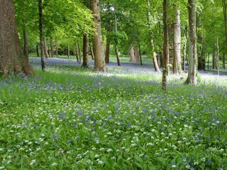 Appartamento per vacanze Looe Ambiente 34