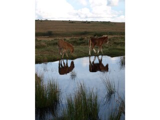 Appartamento per vacanze Looe Ambiente 29