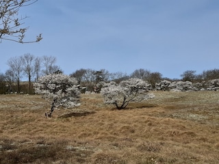 1. Heide
