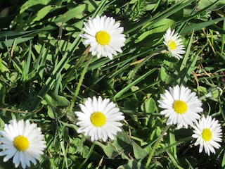 ... Natur pur auf der Wiese vorm Ferienhaus ...