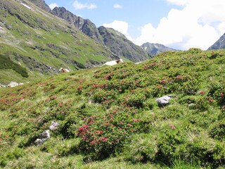 Wandern - Almsommer