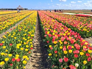 Tulpen und Keukenhof