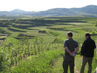 Wine discovery trail in Eichstetten