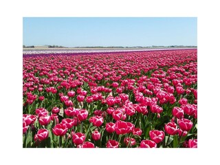 Tulpenzeit im April