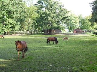 Pferde in der Abendsonne