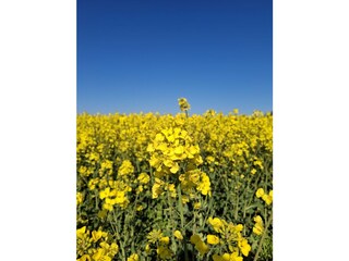 Rapsfeld