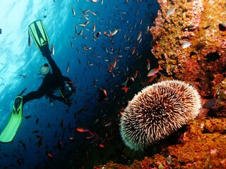 Diving in Garajau (accessible by car)