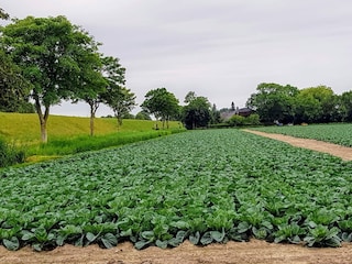 Weg zum Zentrum mit Kohlfeld