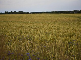 Feld hinter dem Haus