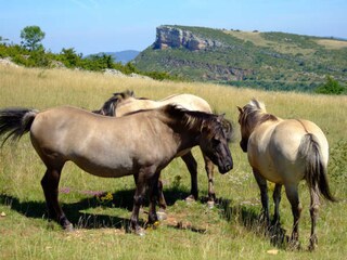 Casa per le vacanze Saint-Pierre-le-Vieux Ambiente 20