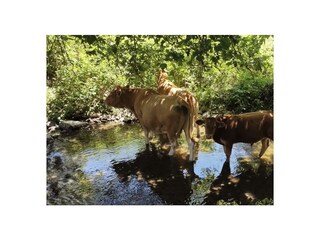 Casa per le vacanze Saint-Pierre-le-Vieux Registrazione all'aperto 10