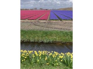 Casa per le vacanze Julianadorp Registrazione all'aperto 8