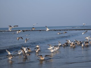 Casa per le vacanze Julianadorp Ambiente 32