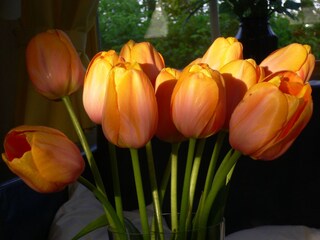 Casa per le vacanze Julianadorp Ambiente 36