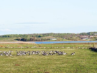 Ferienhaus Blixtorp Außenaufnahme 23