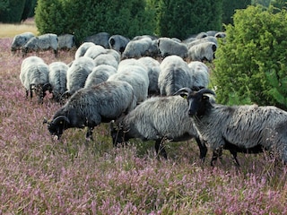 Heidschnucken in der Ellerndorfer Wacholderheide
