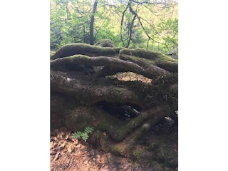 Kleine Naturwunder in der Lüneburger Heide