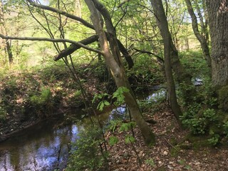 Kleiner Bach in der Lüneburger Heide