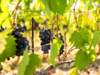 Casa per le vacanze Montaione Ambiente 32