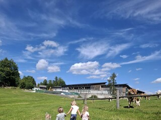 Ferienhaus Traunstein (Waldviertel) Umgebung 17