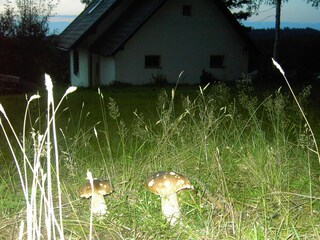 Die Schwammerl findet man direkt neben dem Ferienhaus!