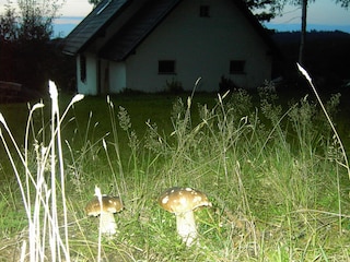 Holiday house Traunstein (Waldviertel) Environment 9