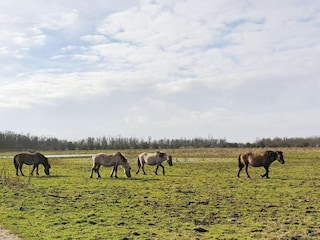 Casa galleggiante Lelystad Ambiente 18