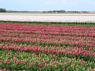Casa per le vacanze Schoorldam Ambiente 18