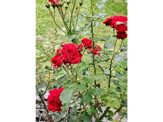 Casa per le vacanze Lindberg Registrazione all'aperto 8