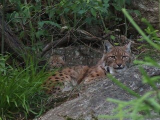 Casa de vacaciones Lindberg Entorno 27