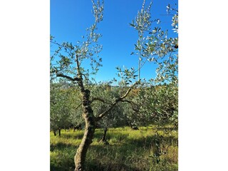 Appartamento per vacanze Montaione Ambiente 32