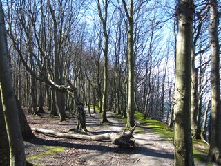 Märchenwald am Strand von Nonnevitz