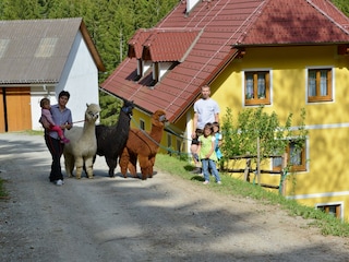 Alpakabesuch in Gasen im Almenland.