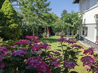 Garten im Sommer