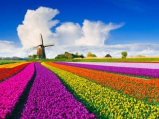 die Tulpenzeit April/Mai , immer wieder ein Highlight