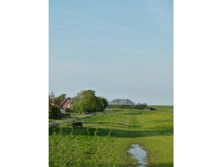 Blick über die Weiden direkt bis zum Deich