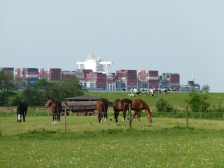 direkter Blick zum Deich und zu den "Dicken Pötten"