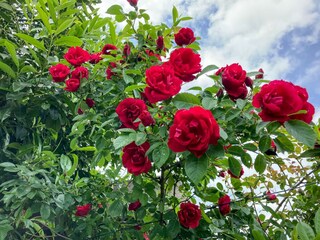 Appartamento per vacanze Novigrad (Istrien) Registrazione all'aperto 2