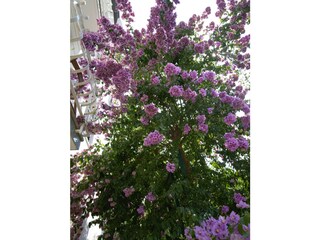 Appartamento per vacanze Novigrad (Istrien) Registrazione all'aperto 3