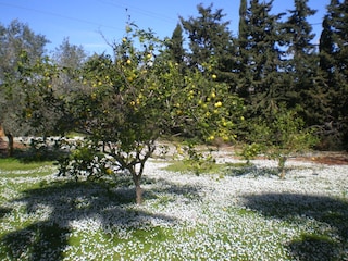 Gänseblümchen im Januar