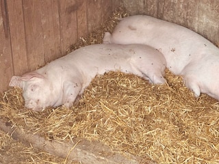 Schweine