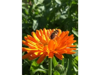 Ringelblume