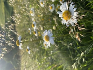 Blumenwiese